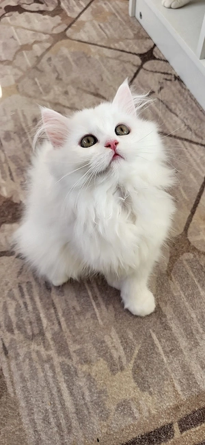 Bkh und  Blh Katzen 