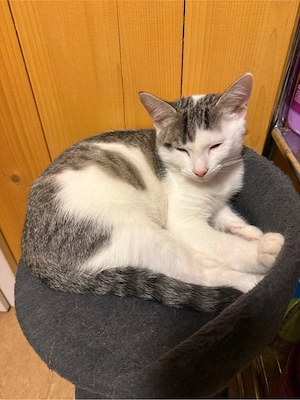junger kater 