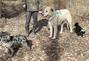 Irisch wolfhound Pudelmixe 20% Therapeutenrabatt