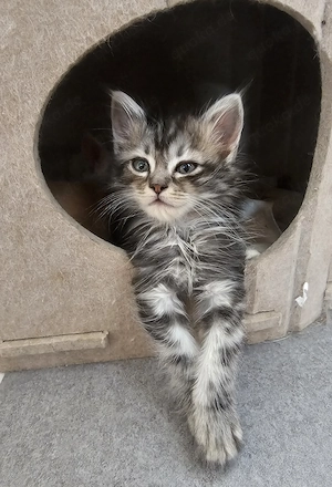 Einzigartige Maine Coon's Herzensbrecher 