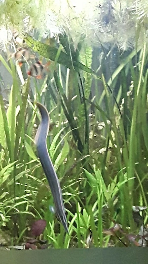 Feuerstachelaal (0.0.1   50cm +)