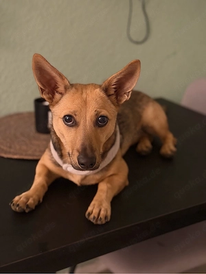 Dackel-Basenji mix Hündin