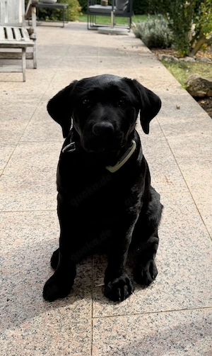 Labrador weiblich, 3 Monate 
