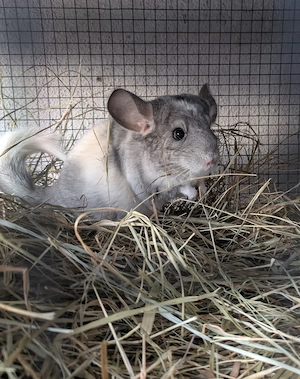 Chinchilla Weibchen 5 Monate Jungtiere 