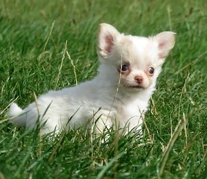 Auszugsbereit: Typvolle robuste Chihuahua Welpen Hündin Creme-weiß Kinderlieb Familienhund