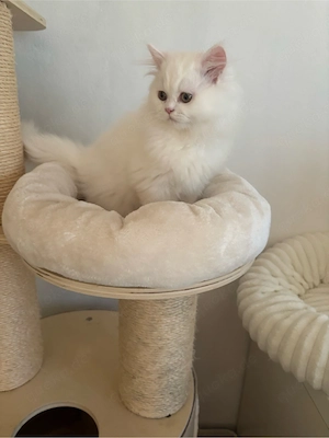 Perserkater 4 Monate 
