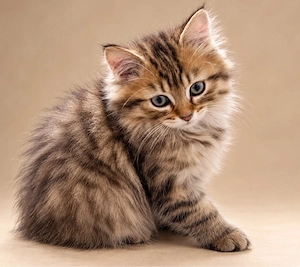 Birma Mix Kitten Junge und Mädchen