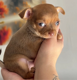Reinrassige Chihuahua Welpen