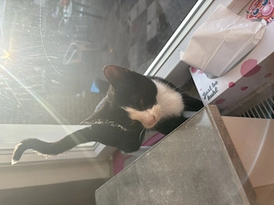 BKH Kater   