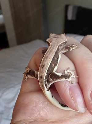 Lilly White Kronengecko Baby 