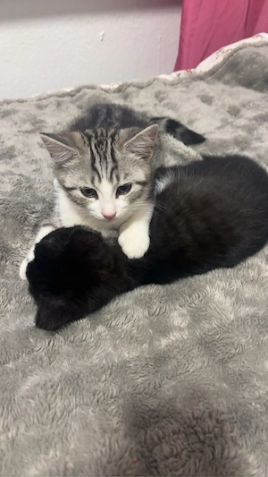 süsse katzen babys (kitten)