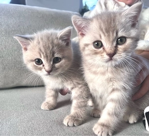 Zuckersüße BKH Kitten