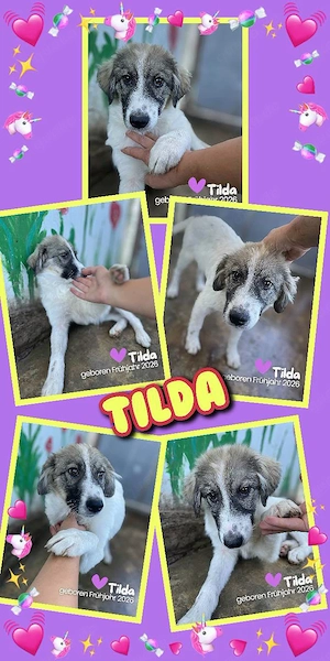 bezauberndes, wunderschönes Welpenmädchen "Tilda" sucht ein Zuhause