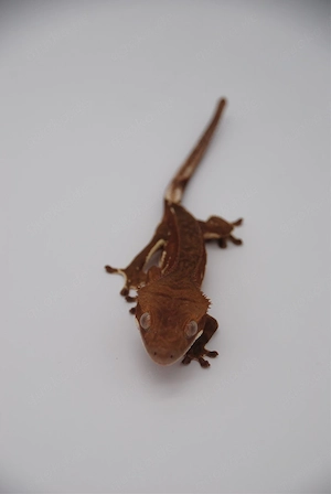 Kronengecko Dark Red Phantom Männchen