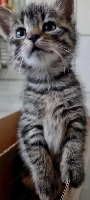 Bkh Mix Kitten suchen zuhause