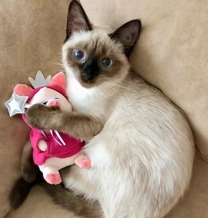 Kitten  available for adoption 