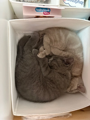 BKH Kitten Geschwister