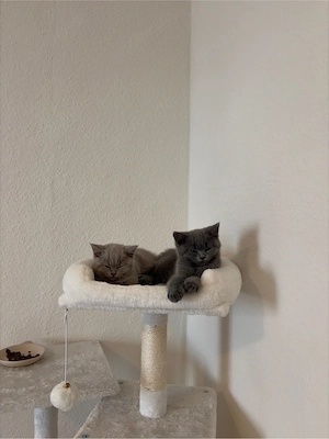 BKH Kitten Geschwister