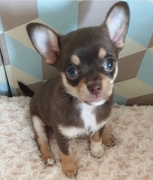 Chihuaha Mädchen sucht neues zuhause 