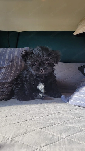 Bezaubernde Shih-Tzu Welpin (Weibchen) in gute und liebevolle Hände abzugeben 