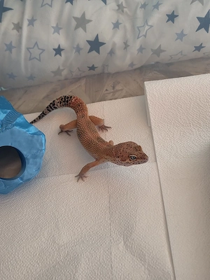 Leopardgecko abzugeben 