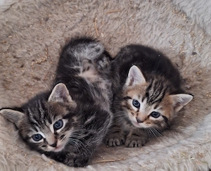 Süße Katzenbaby's in liebevolle Hände abzugeben