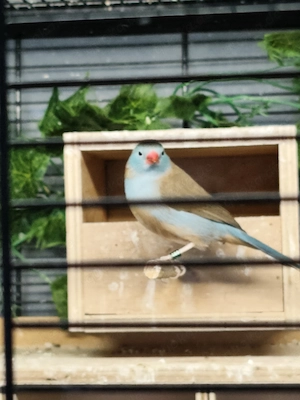 Suche Blaukopfschmetterlingsfink weibchen