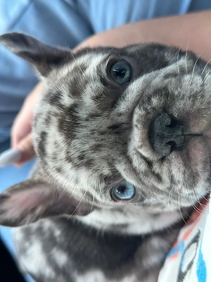 Blue-Merle-Französische-Bulldogge-Welpe   Rüde, 13 Wochen alt. 