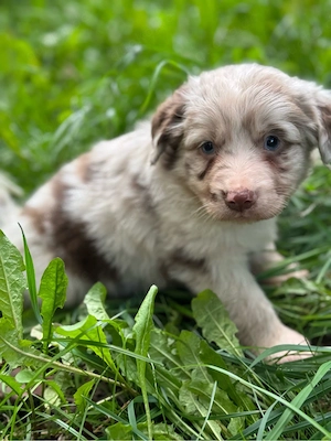 Mini Australian Shepherd, Aussie, Australien Welpe, Rüde