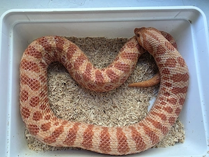 1.1 Heterodon nasicus adult Extreme Red Sunburst