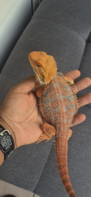 hübsche Bartagame abzugeben 