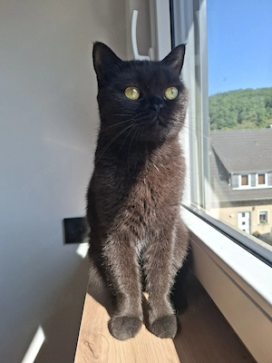 BKH-Katze Irma (schwarz) sucht ruhiges, liebevolles Zuhause