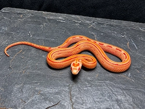 1.0 Amel Striped het . Caramel 