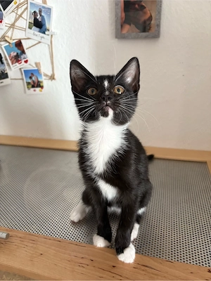 Katze schwarz weis sucht neues zu hause 