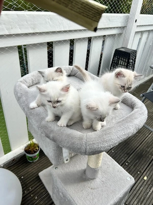 Heilige Birma Kitten
