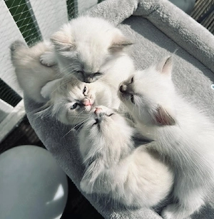 Heilige Birma Kitten
