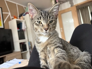 Kater getigert sucht ein neues zu Hause