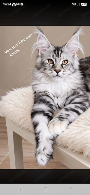 =^..^=Wunderschönes Maine Coon kitten mit Stammbaum aus seriöser Zucht =^..^=