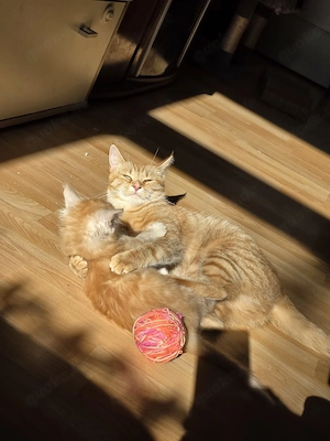 Katzen duo in liebevolle hände ab zu geben