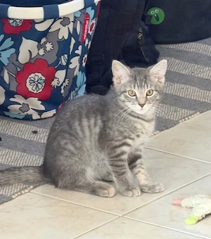 Katzen Baby 