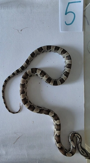 Korrnattern abzugeben (3 Stück Anery het. striped)