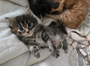 Maine Coon