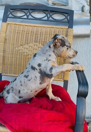 American Bully XL