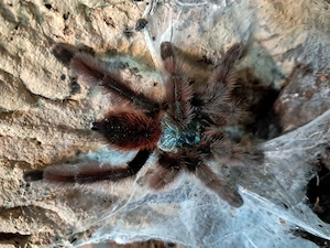 0.1 Avicularia versicolor . Frisch Adult 