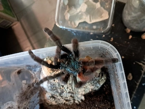 0.1 Avicularia versicolor . Frisch Adult  Bild 3