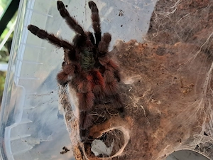 0.1 Avicularia versicolor . Frisch Adult  Bild 2