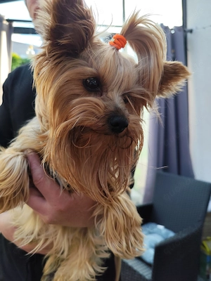 6 wunderschöne Yorkshire-Terrier-Welpen