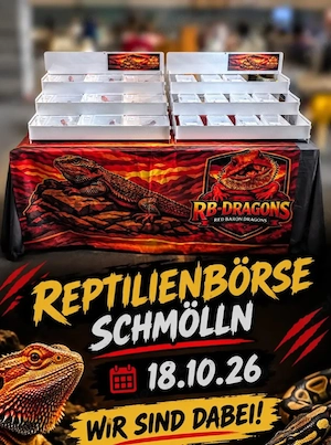 Reptilienbörse Schmölln! Farbbartagamen pogona Vitticeps! Bartagame 