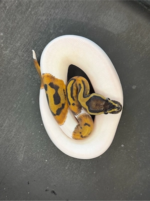 königs python 