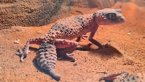 0.1 Nephrurus cinctus NZ24